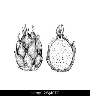 Dragon Fruit isolato su sfondo bianco. Illustrazione a inchiostro disegnata a mano in stile incisione retrò. Disegno vettoriale dettagliato. Illustrazione Vettoriale
