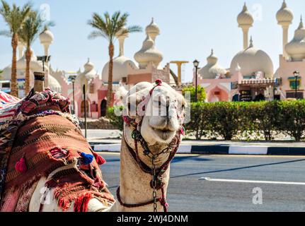 Un cammello di equitazione in un brillante coltre sulla soleggiata street di Sharm El Sheikh Foto Stock