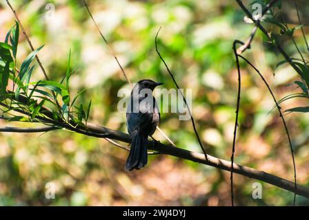 Gray Catbird su un ramo d'albero, in una giornata estiva di sole. Foto Stock