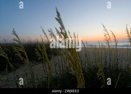 Alba - l'avena marina e l'erba crescono sulle dune di sabbia del litorale di Outer Banks nel North Carolina Foto Stock