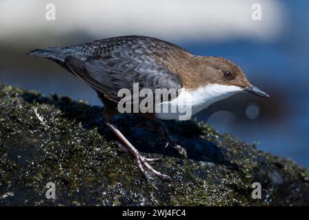 Cucchiaia con gola bianca (Cinclus cinclus) che si forgia sulla Sprea Foto Stock