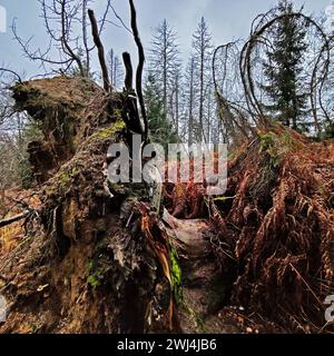 Giungla di Sababurg in autunno, riserva naturale, distretto immobiliare di Reinhardswald, Assia, Germania, Europa Foto Stock