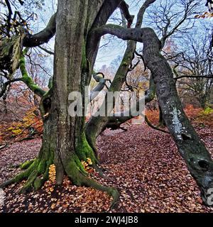 Giungla di Sababurg in autunno, riserva naturale, distretto immobiliare di Reinhardswald, Assia, Germania, Europa Foto Stock