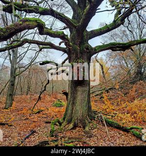 Giungla di Sababurg in autunno, riserva naturale, distretto immobiliare di Reinhardswald, Assia, Germania, Europa Foto Stock