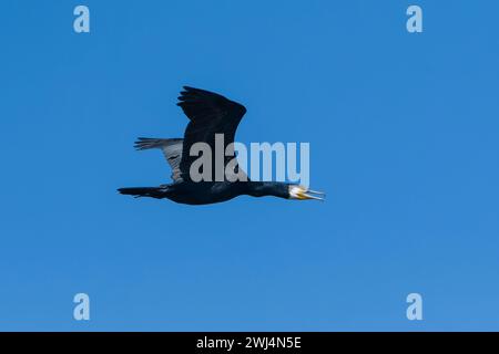 Volando un grande cormorano al sole della sera Foto Stock