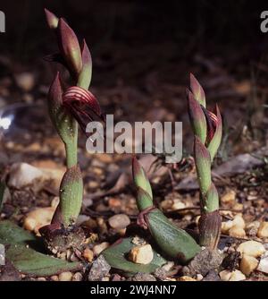 BECCHI ROSSI (LYPERANTHUS NIGRICANS) Foto Stock