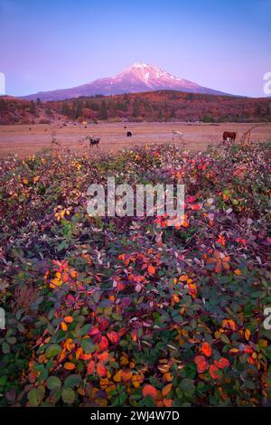 Mountain Shasta e cascate in autunno Foto Stock