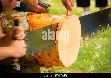 Doppio strappi (segatura), Linn County disboscatori' Jamboree, Linn County Pioneer Picnic, Pioneer Park, Brownsville, Oregon Foto Stock