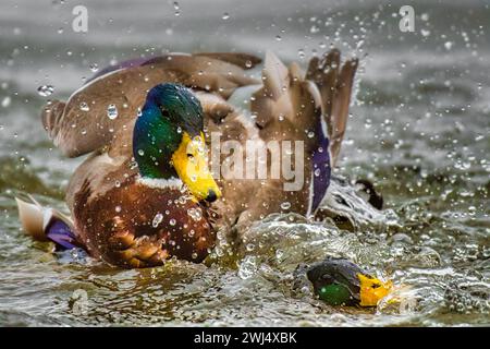 Due anatre in un ambiente acquatico sereno, con un'anatra che scivola con grazia sullo sfondo Foto Stock