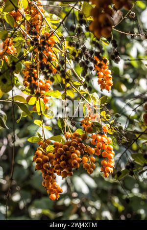 Skyflower o pigeonberry (Duranta repens, SYN. Durante erecta) nel giardino botanico - fruttato Foto Stock