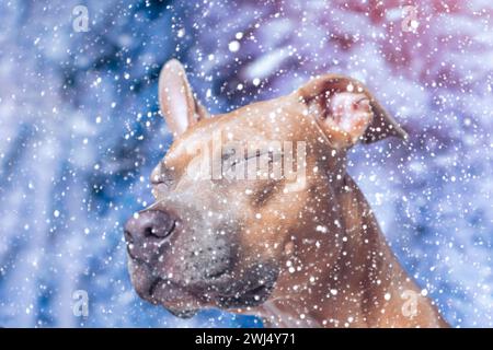 Il cane Staffordshire Terrier dai capelli rossi e dai capelli lisci ha sbattuto e si è allontanato dalla nevicata Foto Stock