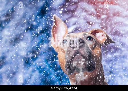 Cane Staffordshire Terrier dai capelli rossi e dai capelli lisci che guarda verso l'alto la neve che cade Foto Stock