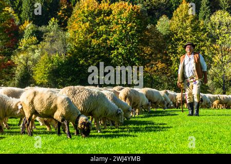 SZCZAWNICA, POLONIA - 14 OTTOBRE 2023: I Pastori dei Carpazi tradizionali che portano i pastore dal pascolo in montagna ai villaggi per Foto Stock