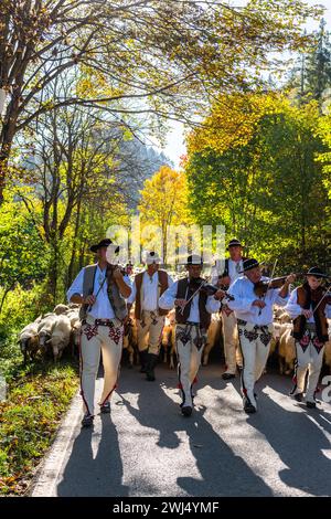 SZCZAWNICA, POLONIA - 14 OTTOBRE 2023: I Pastori dei Carpazi tradizionali che portano i pastore dal pascolo in montagna ai villaggi per Foto Stock