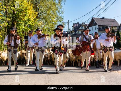 SZCZAWNICA, POLONIA - 14 OTTOBRE 2023: I Pastori dei Carpazi tradizionali che portano i pastore dal pascolo in montagna ai villaggi per Foto Stock