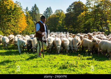 SZCZAWNICA, POLONIA - 14 OTTOBRE 2023: I Pastori dei Carpazi tradizionali che portano i pastore dal pascolo in montagna ai villaggi per Foto Stock