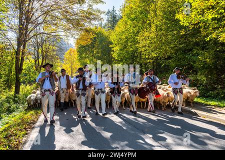 SZCZAWNICA, POLONIA - 14 OTTOBRE 2023: I Pastori dei Carpazi tradizionali che portano i pastore dal pascolo in montagna ai villaggi per Foto Stock