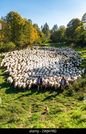 SZCZAWNICA, POLONIA - 14 OTTOBRE 2023: I Pastori dei Carpazi tradizionali che portano i pastore dal pascolo in montagna ai villaggi per Foto Stock