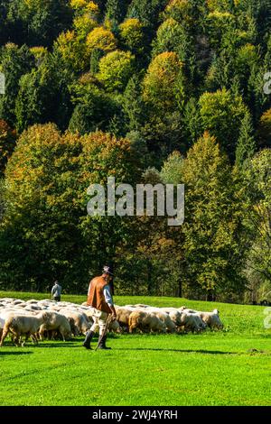 SZCZAWNICA, POLONIA - 14 OTTOBRE 2023: I Pastori dei Carpazi tradizionali che portano i pastore dal pascolo in montagna ai villaggi per Foto Stock