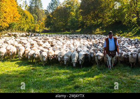 SZCZAWNICA, POLONIA - 14 OTTOBRE 2023: I Pastori dei Carpazi tradizionali che portano i pastore dal pascolo in montagna ai villaggi per Foto Stock