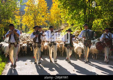 SZCZAWNICA, POLONIA - 14 OTTOBRE 2023: I Pastori dei Carpazi tradizionali che portano i pastore dal pascolo in montagna ai villaggi per Foto Stock