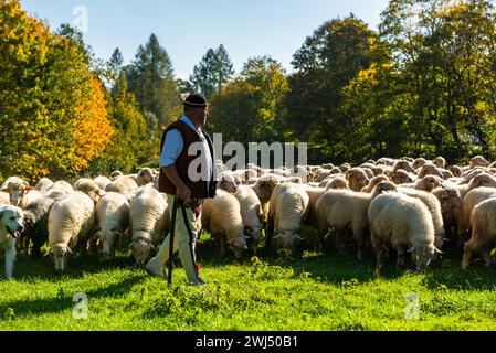 SZCZAWNICA, POLONIA - 14 OTTOBRE 2023: I Pastori dei Carpazi tradizionali che portano i pastore dal pascolo in montagna ai villaggi per Foto Stock