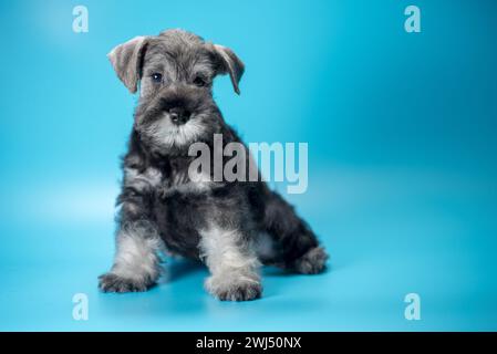 Il cucciolo di schnauzer in miniatura si trova su uno sfondo blu chiaro Foto Stock