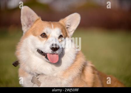 Primo piano ritratto del cane gallese Corgi Pembroke sorridente in un parco in estate Foto Stock