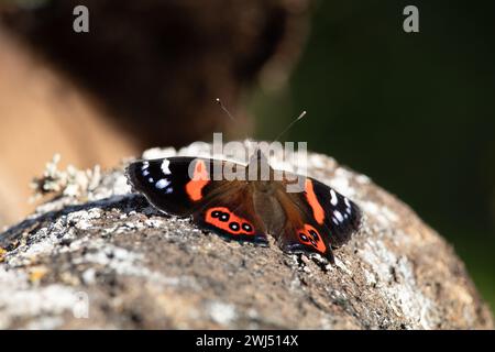 Ammiraglio rosso neozelandese (Vanessa gonerilla) crogiolandosi sul tronco coperto di lichene. Questa farfalla si nutre di ortica pungente (urtica ferox) e si trova solo in Foto Stock
