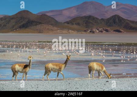 Guanacos nelle Ande, Argentina Foto Stock