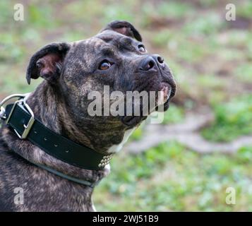 Lo Staffordshire Bull terrier è un cane di famiglia molto popolare, noto anche come cane da babysitter Foto Stock