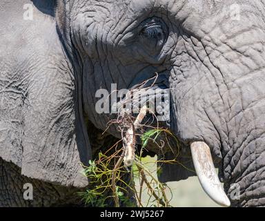 Primo piano di un elefante nella savana del Sudafrica Foto Stock