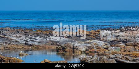 Otarie orsine sudafricane o leoni marini e cormorani sulle rocce marine al Capo di buona speranza nel Sud A. Foto Stock