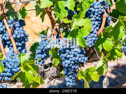 Vitigno Pinotage sulla vite nella regione viticola di Stellenbosch Sud Africa Foto Stock