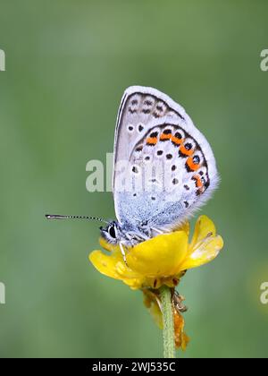 Farfalla blu del Nord, conosciuta come Plebejus idas o Lycaeides idas, che si nutre di Meadow Buttercup in Finlandia Foto Stock