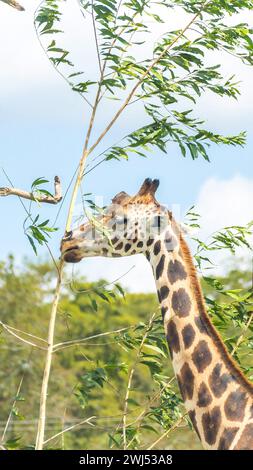 Giraffa che mangia foglie da un albero secco Foto Stock