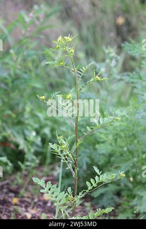 Marsh Yellowcress, Rorippa palustris, noto anche come Bog Yellow-Cress o Marsh Yellow Cress, pianta da fiore selvatica della Finlandia Foto Stock