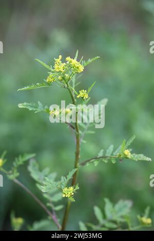 Marsh Yellowcress, Rorippa palustris, noto anche come Bog Yellow-Cress o Marsh Yellow Cress, pianta da fiore selvatica della Finlandia Foto Stock