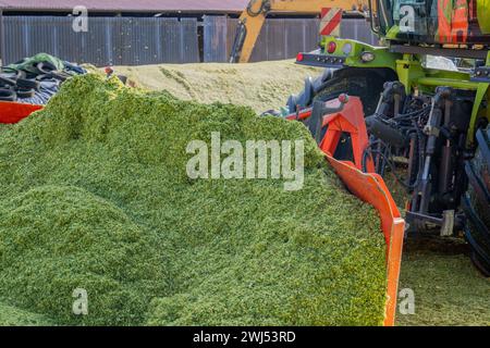 Il mais fresco viene distribuito su un insilato di mais Foto Stock