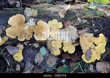 Tapinella panuoides, noto come l'Ostrica rollrim, funghi selvatici dalla Finlandia Foto Stock