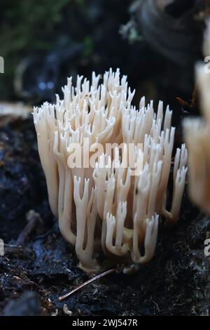 Ramaria concolor, chiamato anche Ramaria stricta var. Fungo corallino che cresce sull'abete rosso in Finlandia, nessun nome inglese comune Foto Stock