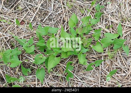 Black Bindweed, Fallopia convolvulus, noto anche come Bearbind, Climbing Bucckwheat, Cornbind o Wild Bucckwheat, infestante proveniente dalla Finlandia Foto Stock