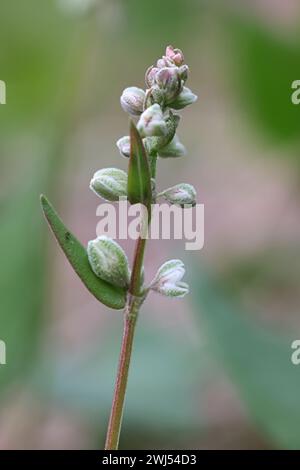 Black Bindweed, Fallopia convolvulus, noto anche come Bearbind, Climbing Bucckwheat, Cornbind o Wild Bucckwheat, infestante proveniente dalla Finlandia Foto Stock