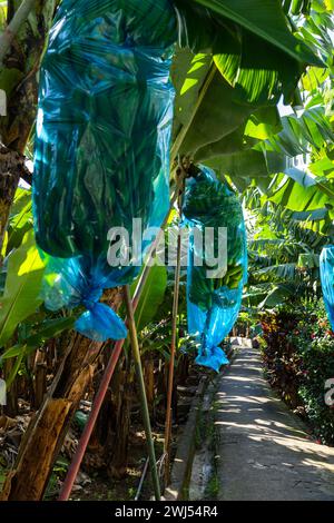 Sentiero turistico attraverso una piccola piantagione di banane nell'area di Funchal a Madeira, Portogallo Foto Stock