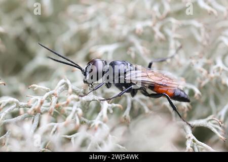 Astata Boops, comunemente noto come shield bug Digger o shield bug stalker, vespa parassita maschile dalla Finlandia Foto Stock