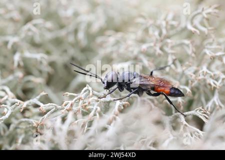 Astata Boops, comunemente noto come shield bug Digger o shield bug stalker, vespa parassita maschile dalla Finlandia Foto Stock