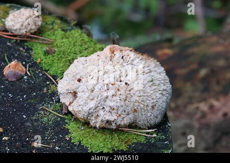 Postia ptychogaster, comunemente noto come la staffa powderpuff, funghi selvatici dalla Finlandia Foto Stock