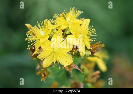 Hypericum maculatum, comunemente noto come imperforate St John's-wort o spotted St Johnswort, una pianta medicinale tradizionale della Finlandia Foto Stock