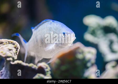 Un pesce che nuota accanto a spugne vivaci nell'oceano. Foto Stock