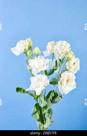 Bouquet di Eustoma, comunemente noto come lisianthus, Prairie gentian o texas bluebell Foto Stock